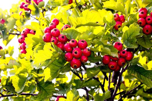 花果屬于注冊(cè)商標(biāo)第幾類？