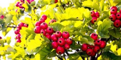 花果屬于注冊商標(biāo)第幾類？