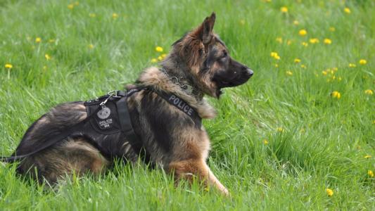 北京公交總隊警犬亮絕活，超聲波控制警犬已申報專利