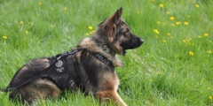 北京公交總隊警犬亮絕活，超聲波控制警犬已申報專利