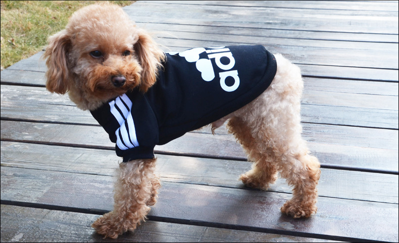 Adidas還有寵物服裝支線Adidog？ 其實(shí)是商標(biāo)侵權(quán)