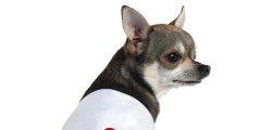 Adidas還有寵物服裝支線Adidog？ 其實(shí)是商標(biāo)侵權(quán)