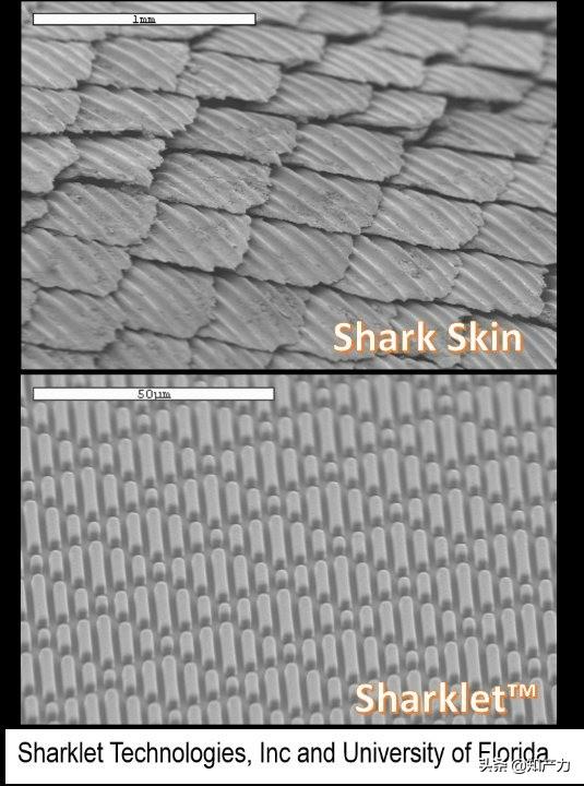 羅永浩剛剛發(fā)布的Sharklet，關(guān)鍵商標(biāo)竟然已經(jīng)被別人注冊(cè)了